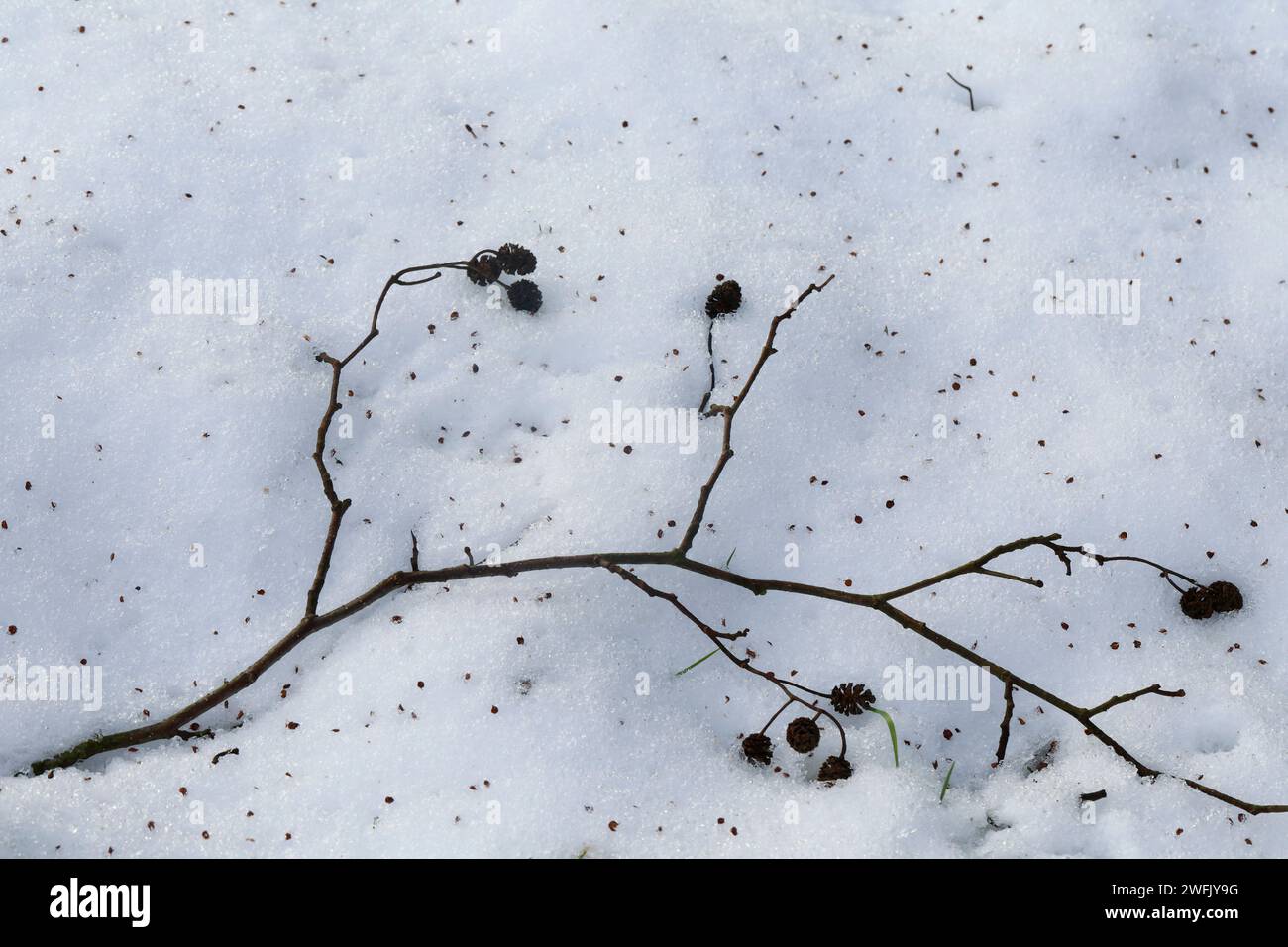 Schwarz-Erle, Schwarzerle, Erle, Samen auf Schnee, Erlensamen, Erlen-Samen, Alnus glutinosa, Common Alder, Alder, seed, Aulne glutineux Stock Photo