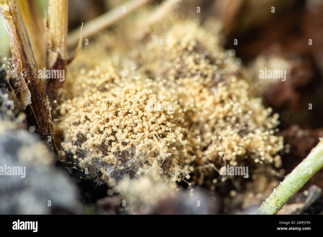 Detail of yellow mold on soil in houseplant pot Stock Photo