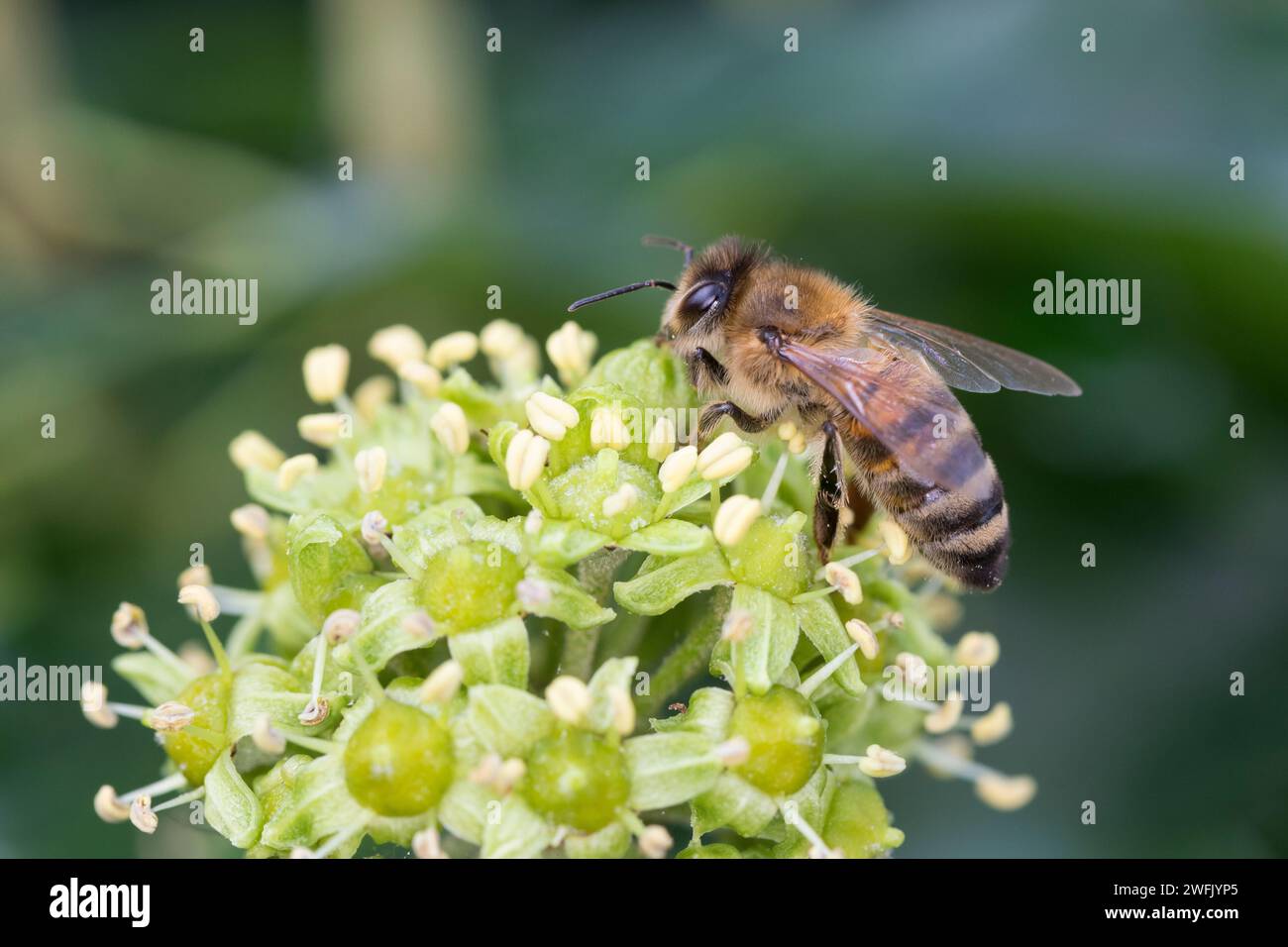 Honigbiene, Honig-Biene, Europäische Honigbiene, Westliche Honigbiene, Biene, Bienen, Apis mellifera, Apis mellifica, honey bee, hive bee, western hon Stock Photo