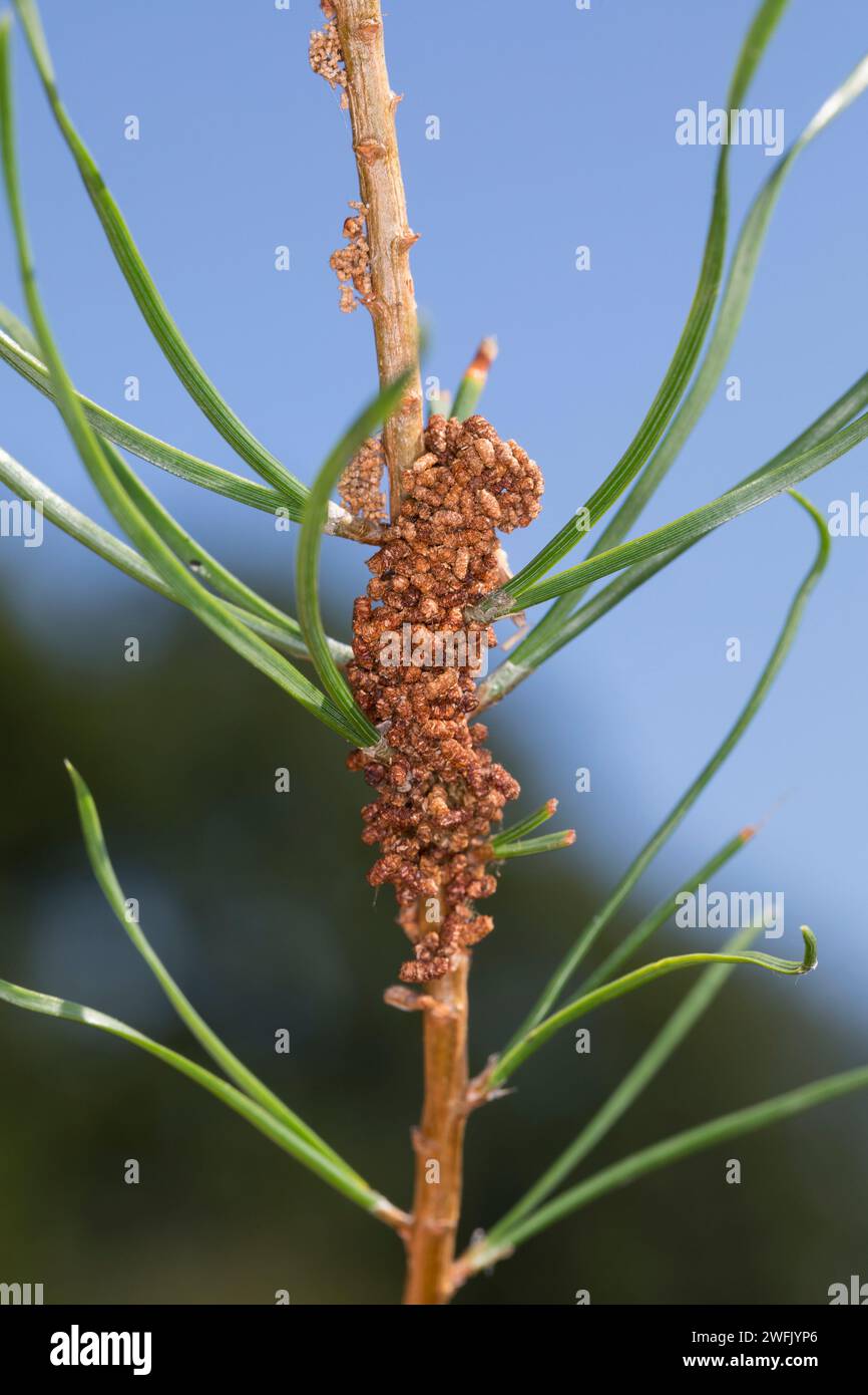 Kiefernkultur-Gespinstblattwespe, Kiefernkotsack-Gespinstblattwespe, Kiefernkotsackblattwespe, Kiefernkotsack-Blattwespe, Kot der Larve, Larven im Ges Stock Photo