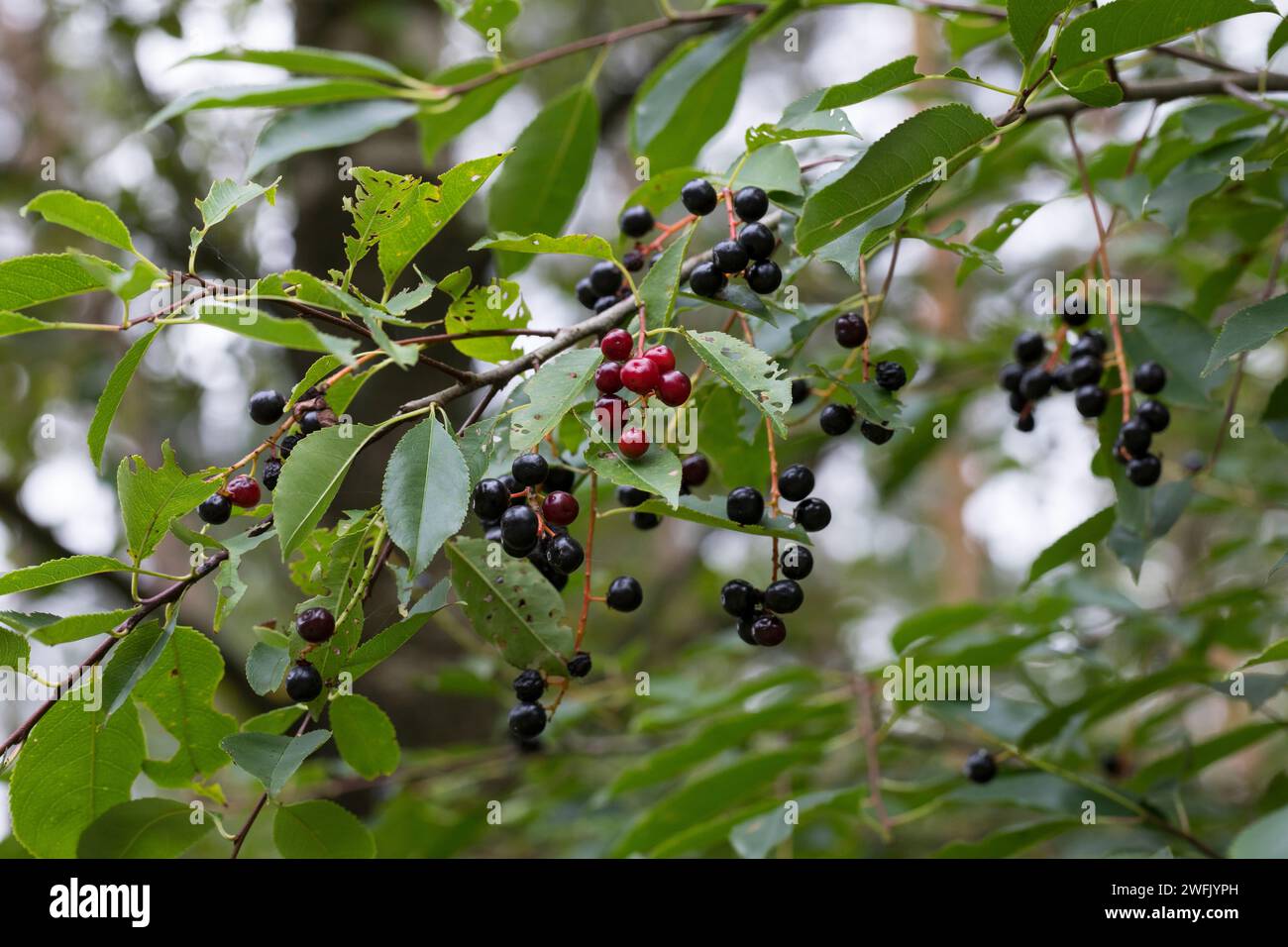 Späte Traubenkirsche, Spätblühende Traubenkirsche, Amerikanische Traubenkirsche, Früchte, Kirschen, Trauben-Kirsche, Prunus serotina, American Bird Ch Stock Photo