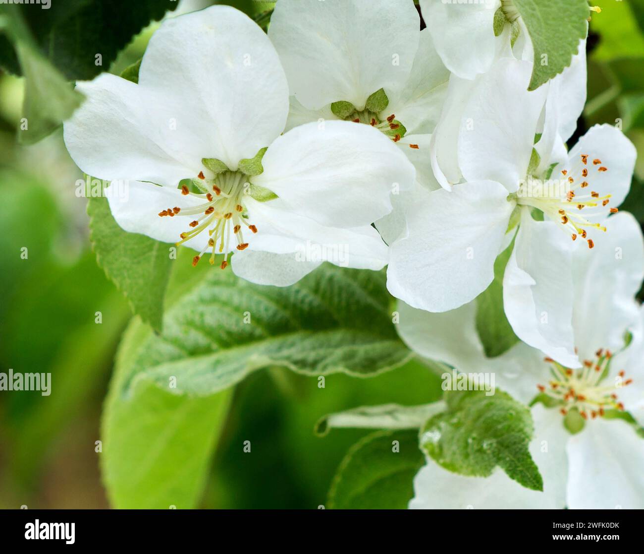 Apple Blossoms. Blooming apple tree in the spring garden. Close up of white flowers on a tree. Spring flowers. Stock Photo