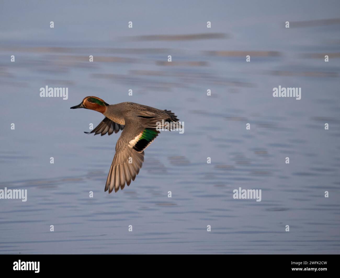 Eurasian teal, Anas crecca, single male in flight, Kent, January 2024 Stock Photo