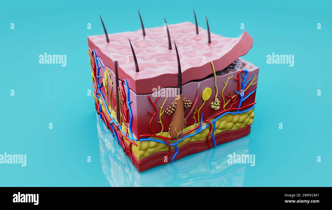 Abstract illustration of the skin layers Stock Photo