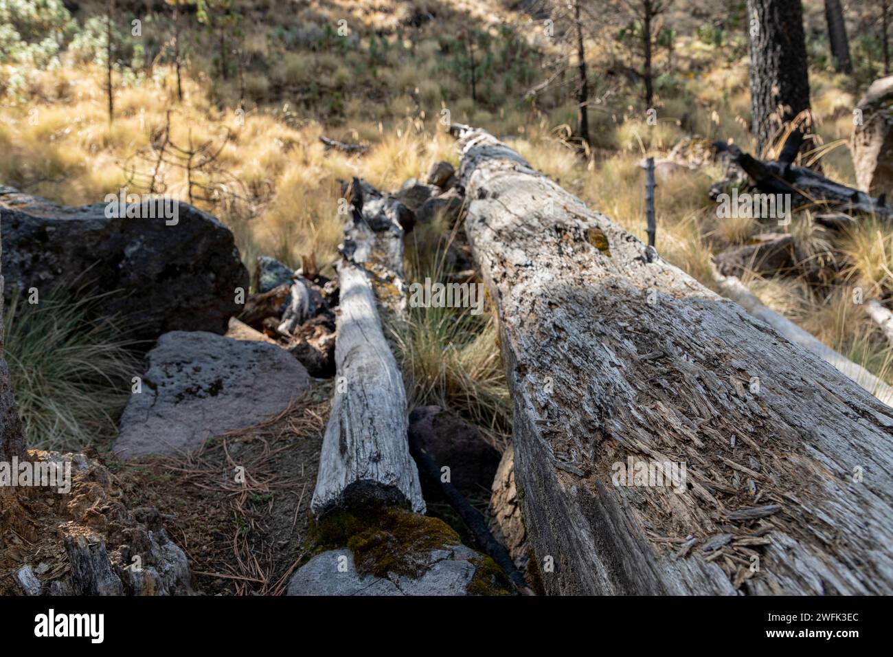 An old tree trunk lying on the ground referring to deforestation Stock Photo