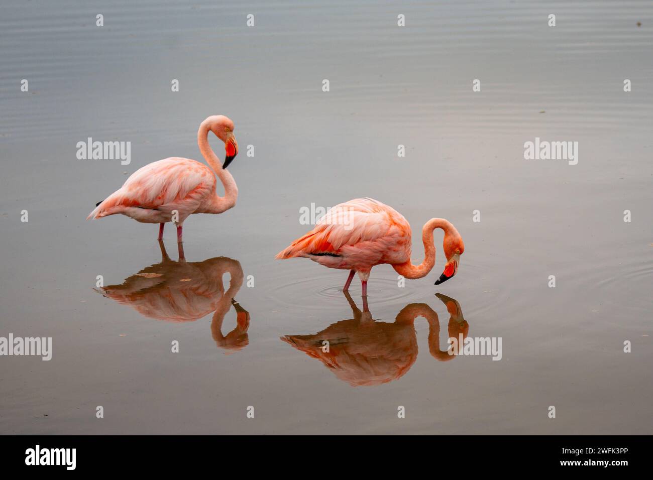 Captivating elegance – a pair of pink flamingos in a serene water dance, mirrored perfectly. A moment of natural symmetry and grace. Stock Photo