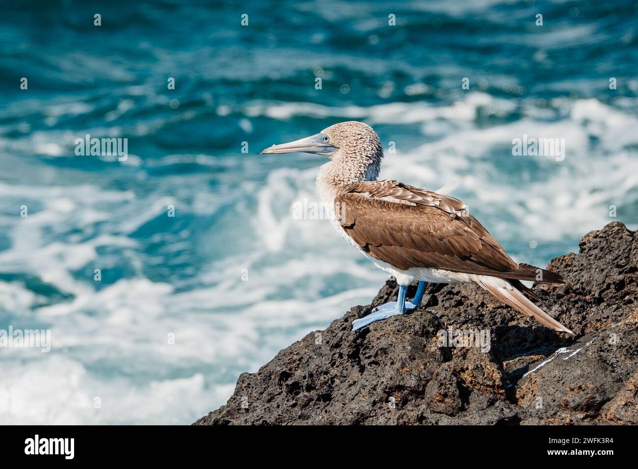 A striking Blue-footed Booby perched on a rock, with the vast blue ocean and rolling waves as a backdrop. Snapshot of coastal wildlife. Stock Photo