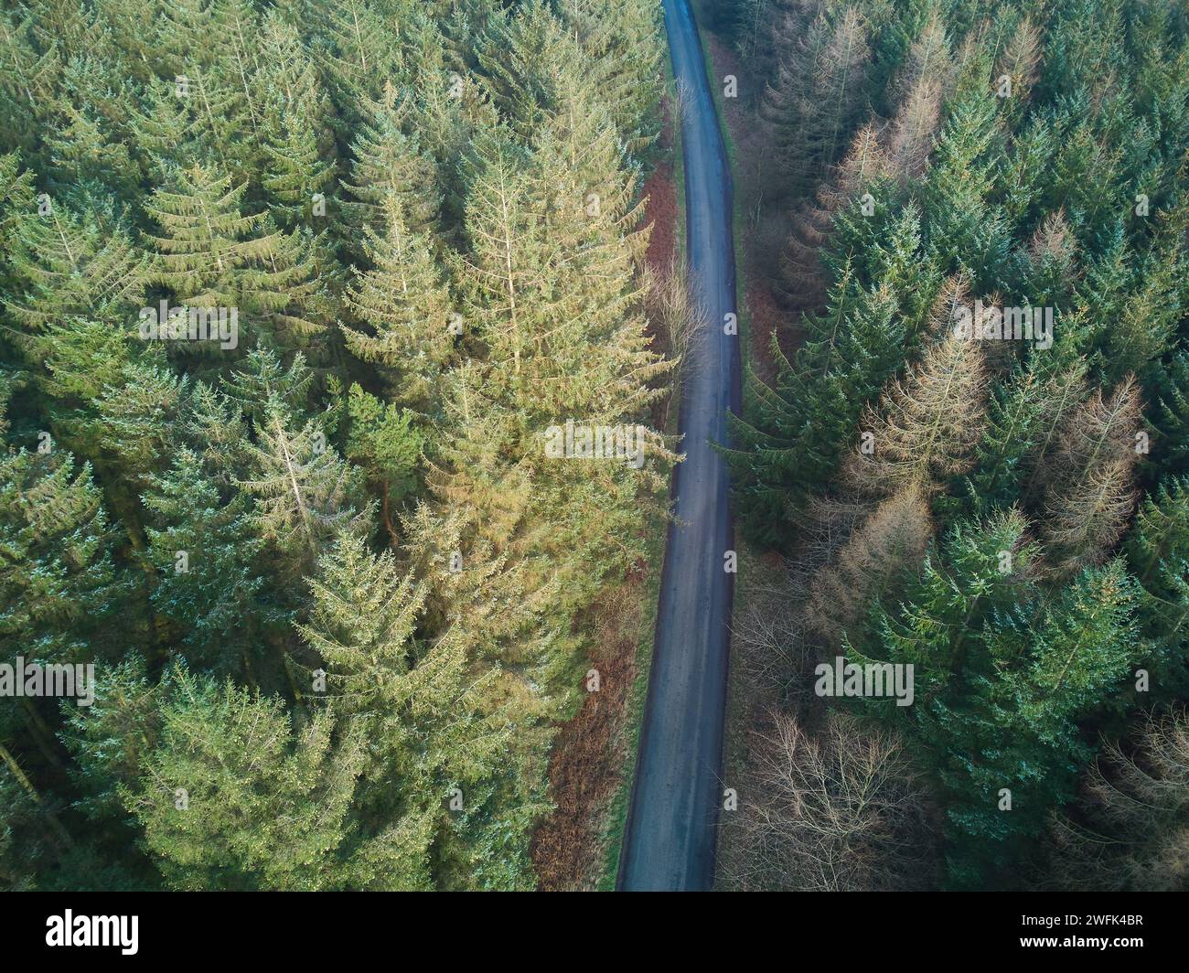 Aerial view of a road passing through a conifer plantation Stock Photo