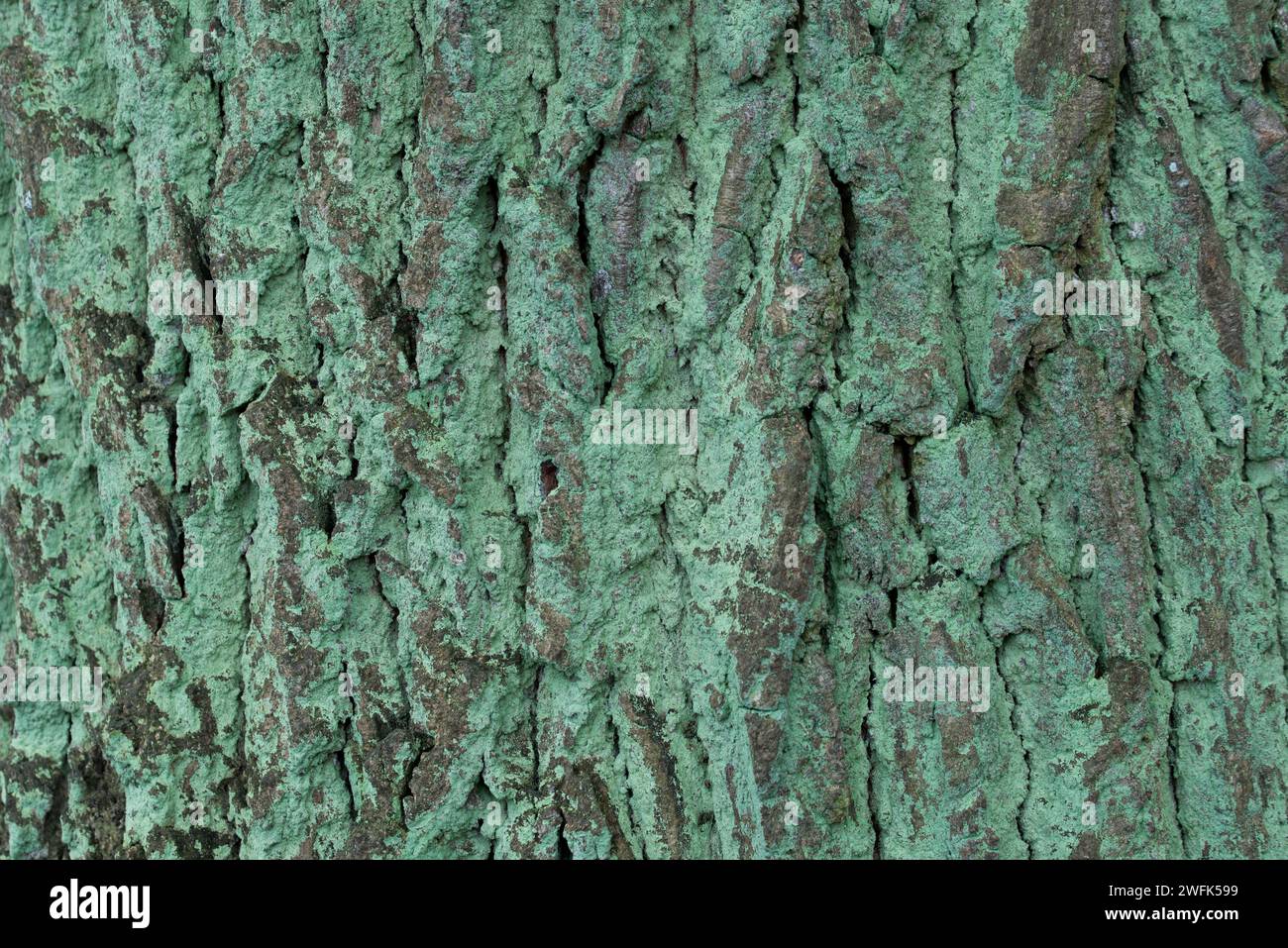Lepraria incana,  dust lichen on old  ak bark closeup selective focus Stock Photo