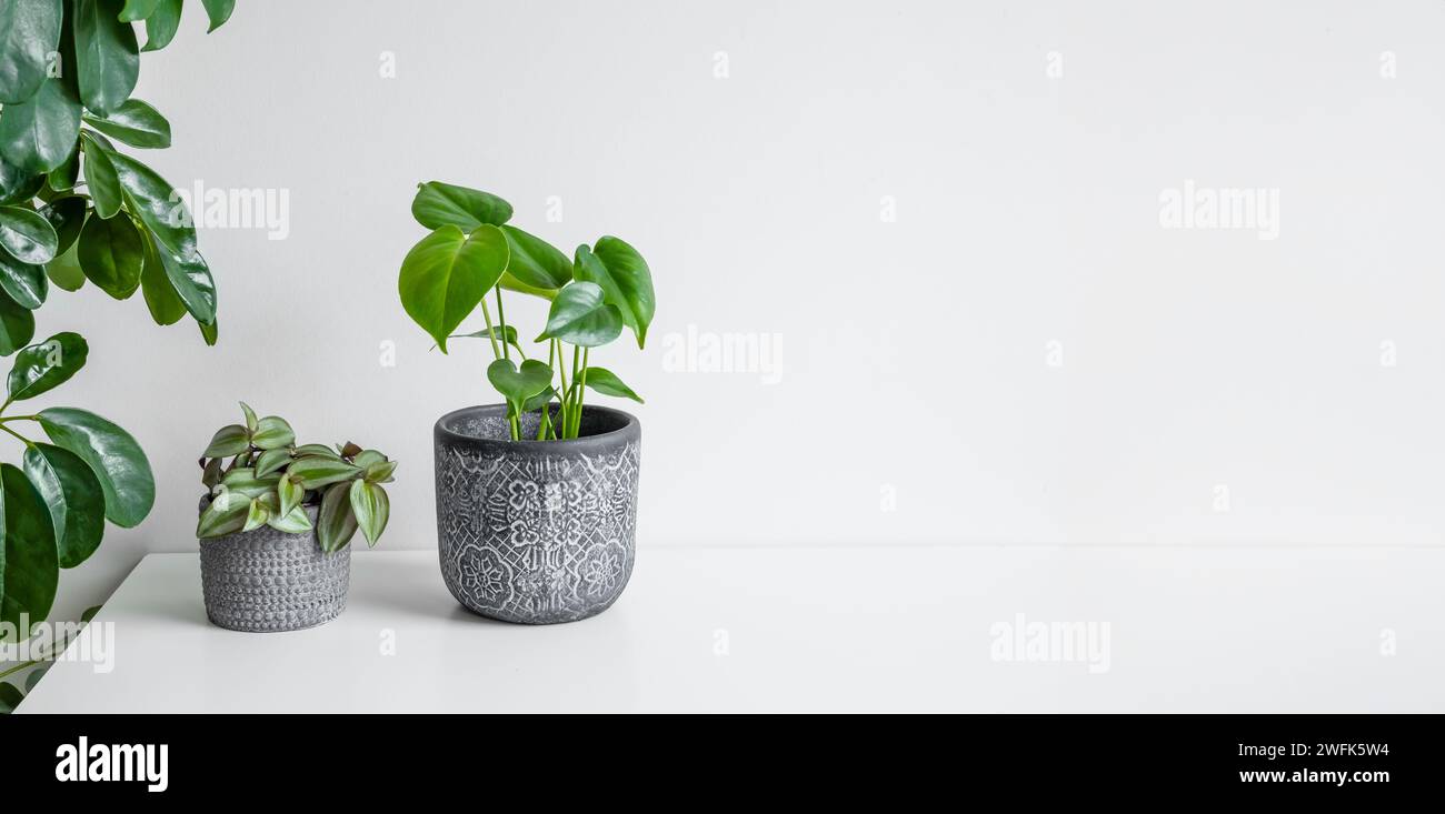 Monstera deliciosa or Swiss Cheese Plant and Tradescantia zebrina on a white table, plant home decoration concept, banner with copy space Stock Photo
