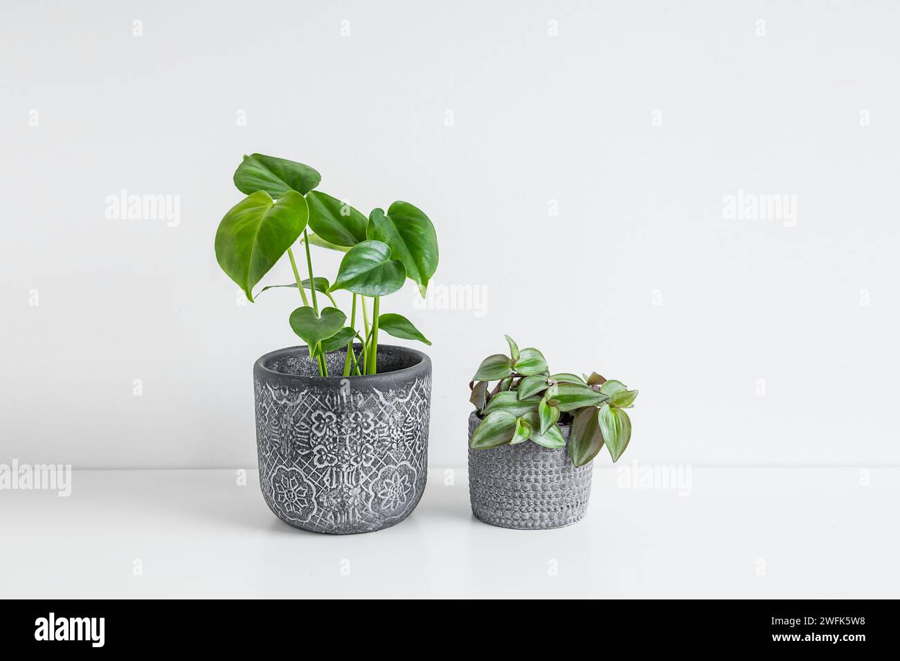 Monstera deliciosa or Swiss Cheese Plant and Tradescantia zebrina in a gray flower pots on a white table, plant home decoration and connecting with na Stock Photo