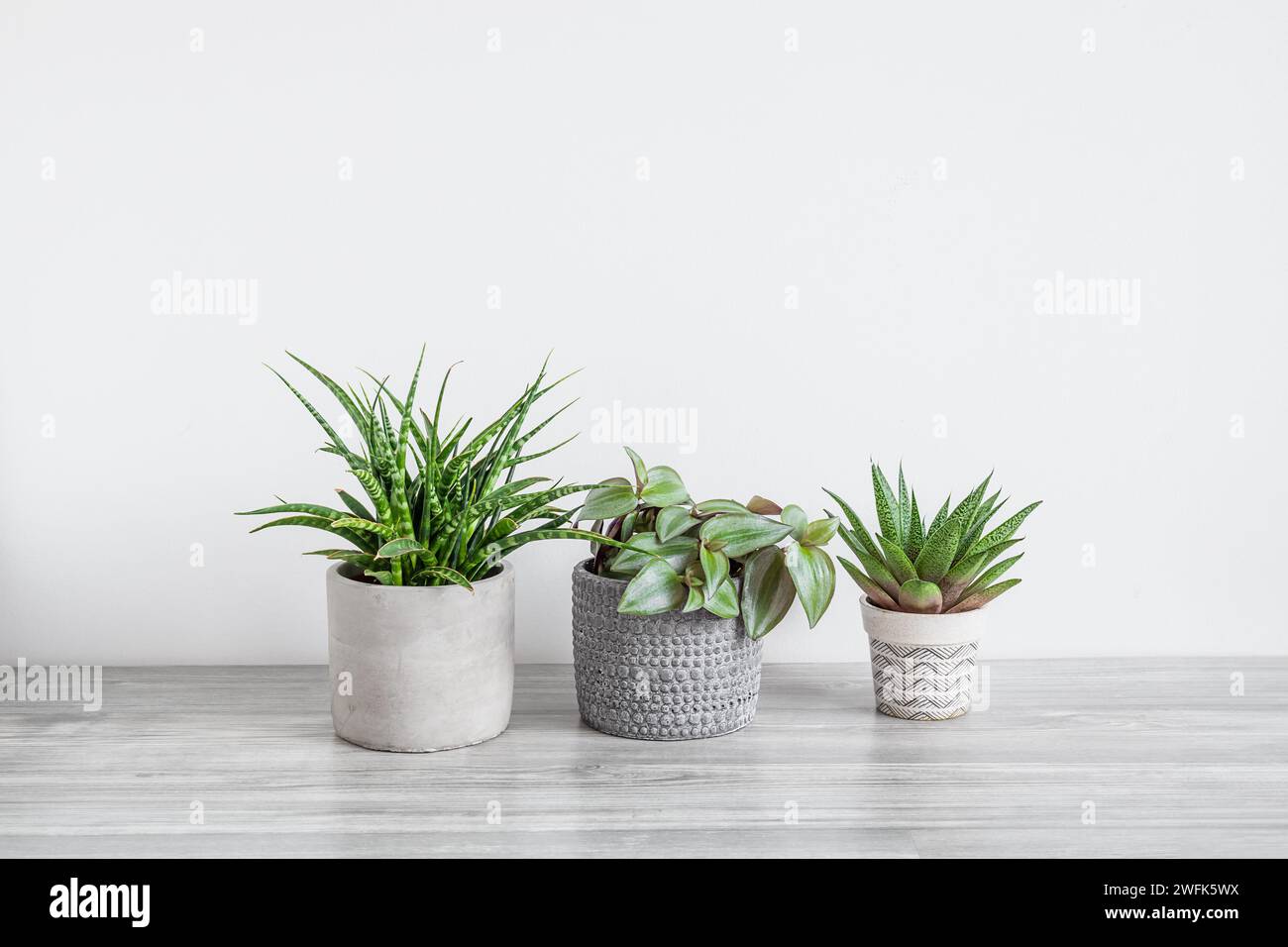 Several home plants - sansevieria, tradescantia and gasteria on the white background, home gardening and connecting with nature concept Stock Photo