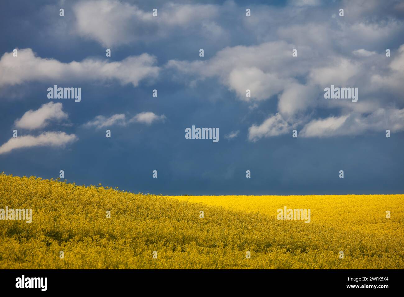 Yellow bright blooming rapeseed hi-res stock photography and images - Alamy