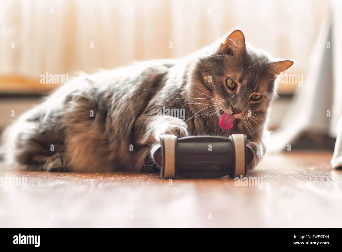Long-haired house cat resting Stock Photo - Alamy