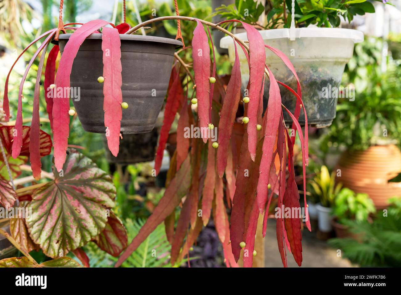 Close up of Red Rhipsalis Mistletoe Cactus Pseudorhipsalis ramulosa succulent Stock Photo