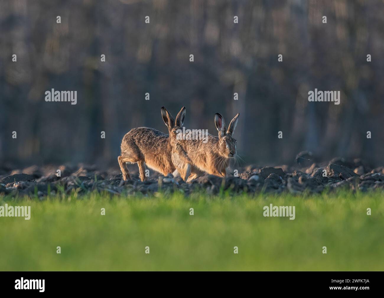 He's behind you! Two Brown Hares ( Lepus europaeus), Male and female, chasing each other across the fields in the golden evening light. Suffolk, UK Stock Photo