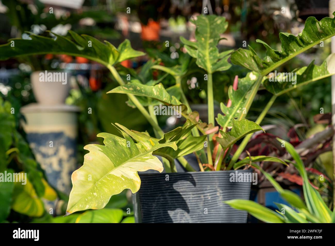 Philodendron Ring of Fire variegated or also know as Jungle Boogie Stock  Photo - Alamy