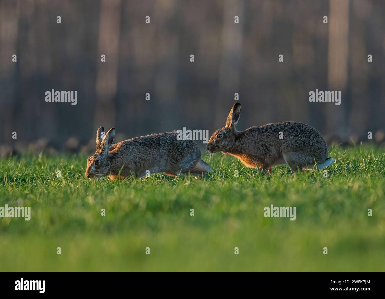 He's behind you! Two Brown Hares ( Lepus europaeus), Male and female, chasing each other across the fields in the golden evening light. Suffolk, UK Stock Photo