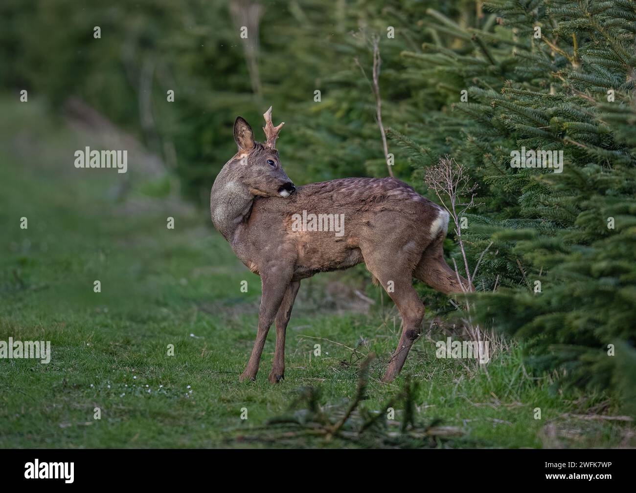 A Male  Roe Deer (Capreolus capreolus) having a good old scratch in a crop of Christmas trees on a Suffolk Farm .  UK. Stock Photo