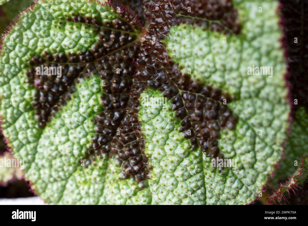Close up of Begonia masoniana Begonia Iron Cross leaf Stock Photo