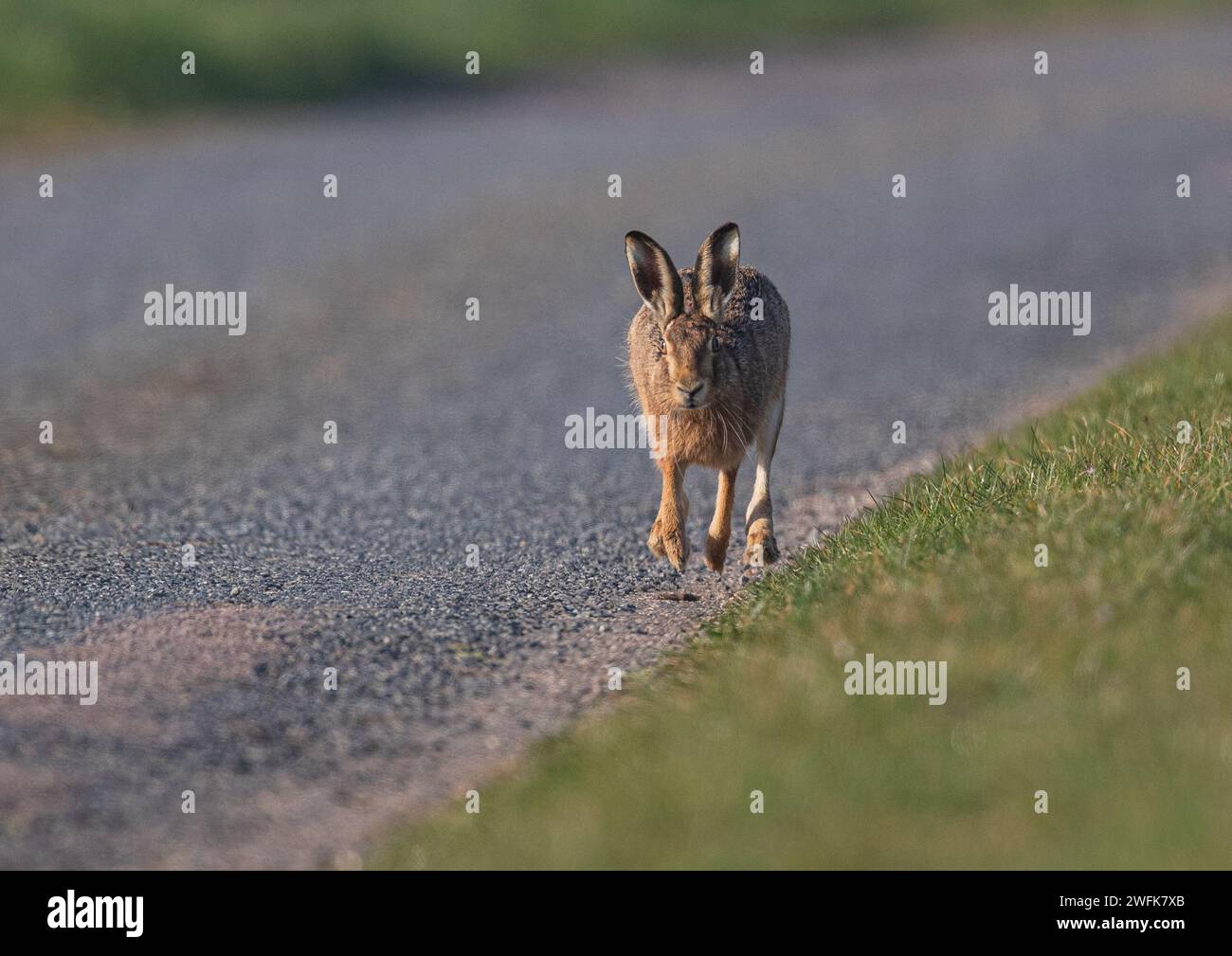 Just running down  the road   , a big strong Brown Hare (Lepus europaeus) risking his life on the tarmac . Suffolk , UK Stock Photo