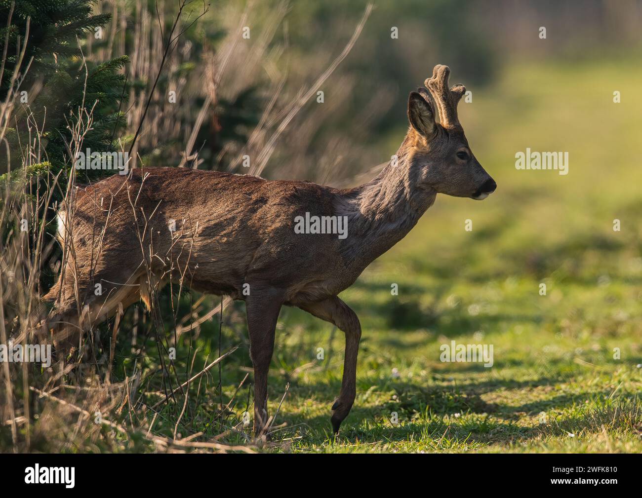 A Male  Roe Deer (Capreolus capreolus) moving through  a crop of Christmas trees i the sunshine on a Suffolk Farm .  UK. Stock Photo
