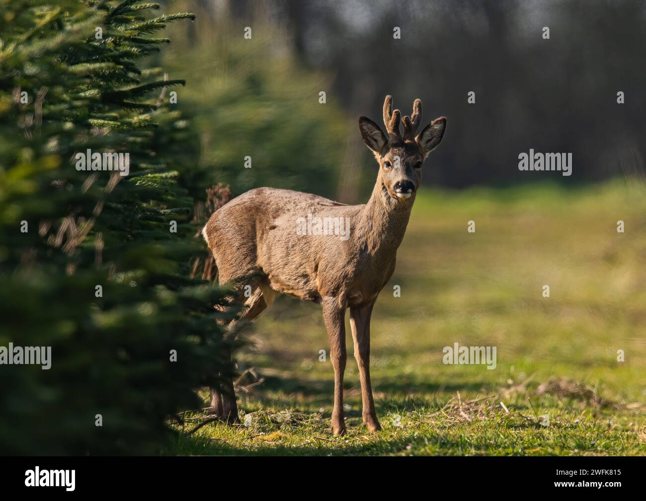 A young Male  Roe Deer (Capreolus capreolus) standing in the sunshine  in a crop of Christmas trees on a Suffolk Farm .  UK. Stock Photo