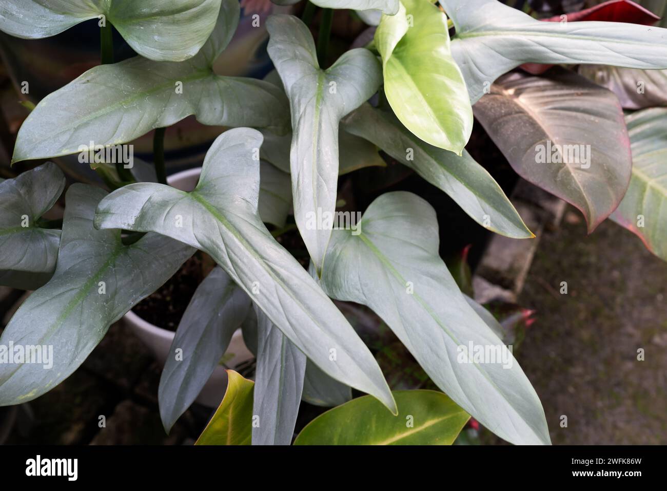 Silver sword philodendron hi-res stock photography and images - Alamy