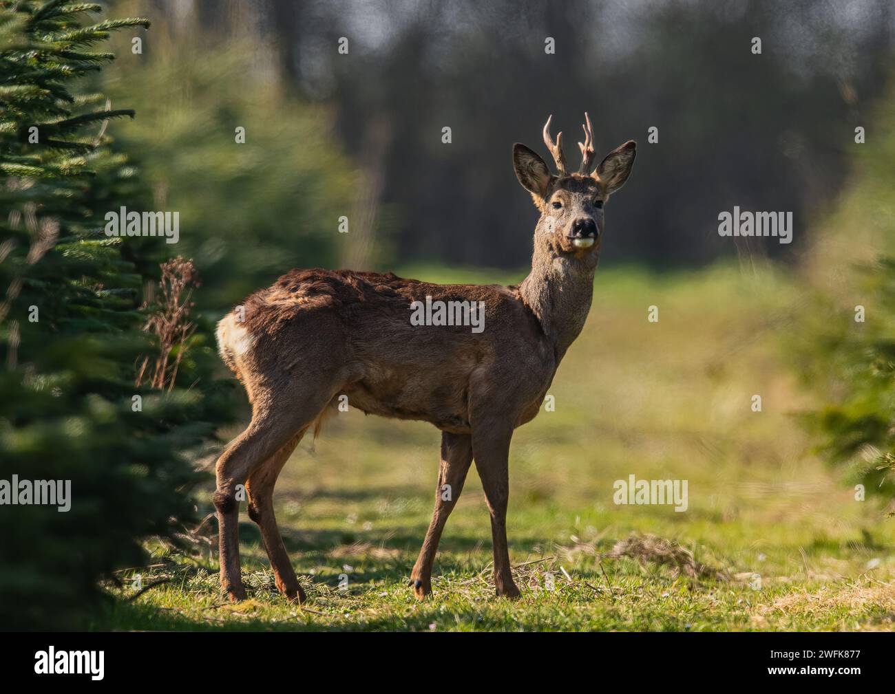 A Male  Roe Deer (Capreolus capreolus) standing in the sunshine  in a crop of Christmas trees on a Suffolk Farm .  UK. Stock Photo