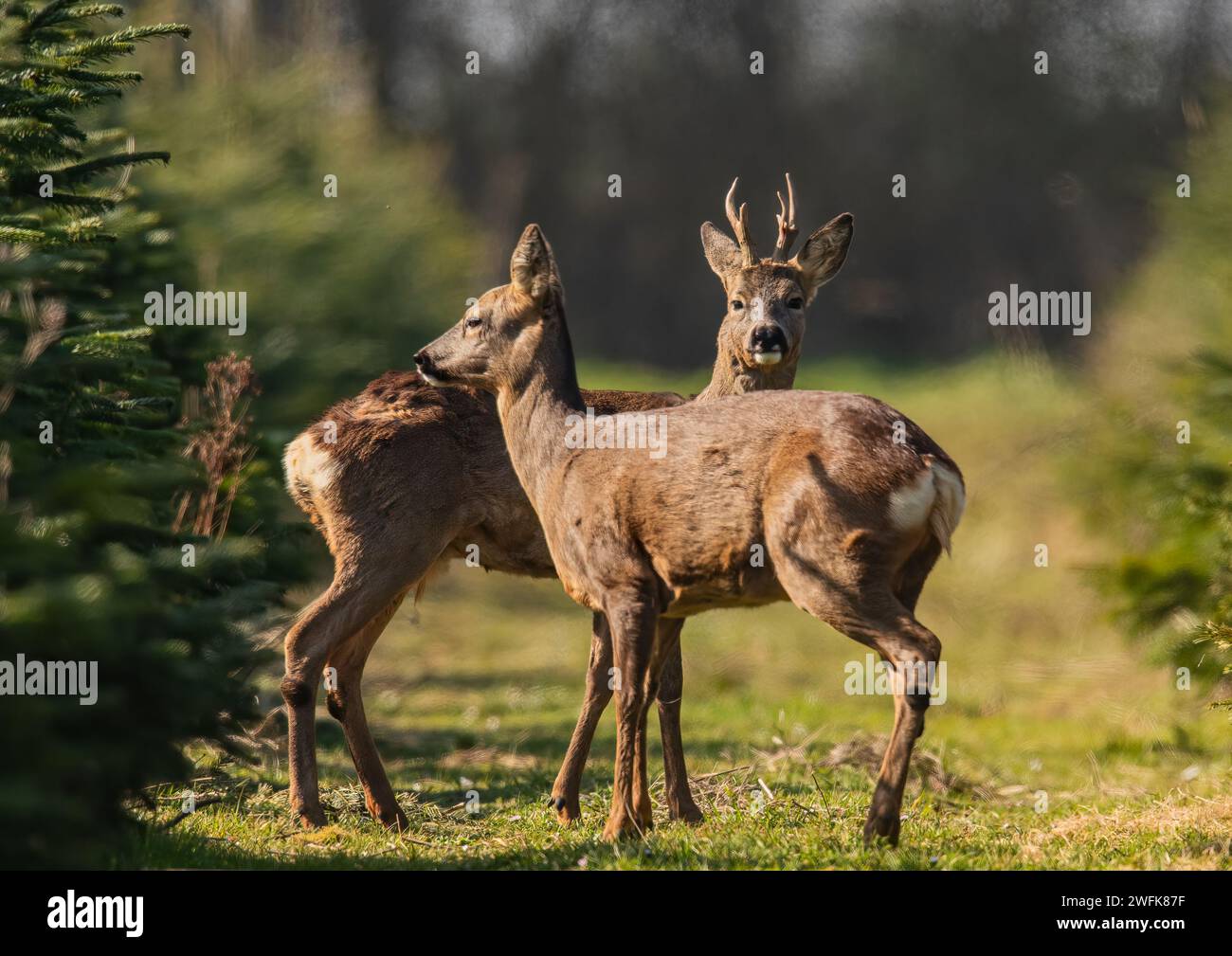 Bookends. Male and  female Roe Deer (Capreolus capreolus) standing together in a crop of Christmas trees on a Suffolk Farm .  UK. Stock Photo