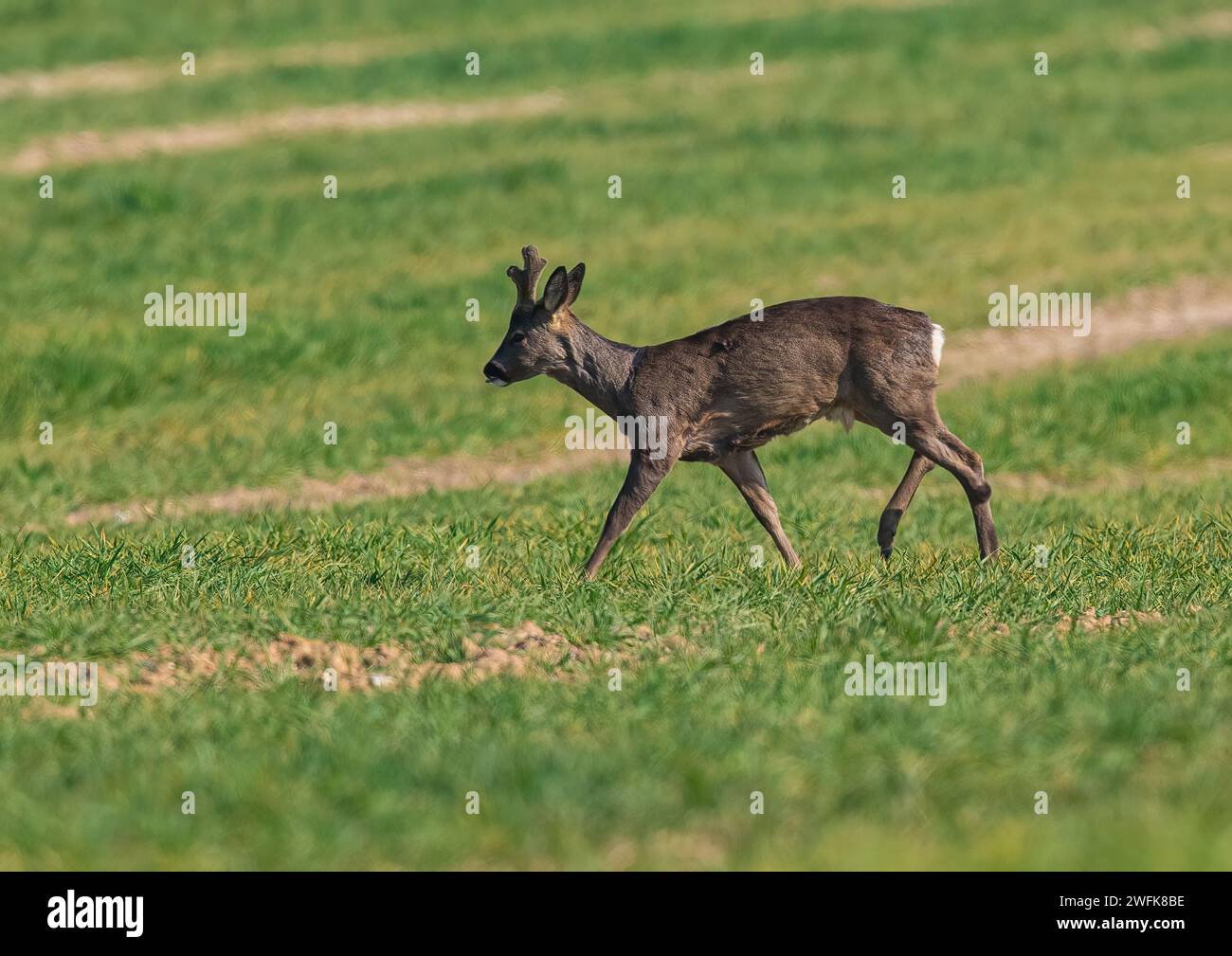 A male Roe Deer (Capreolus capreolus) with velvet covered antlers wandering  across  the  spring barley in the arable  fields of a Suffolk Farm . UK Stock Photo