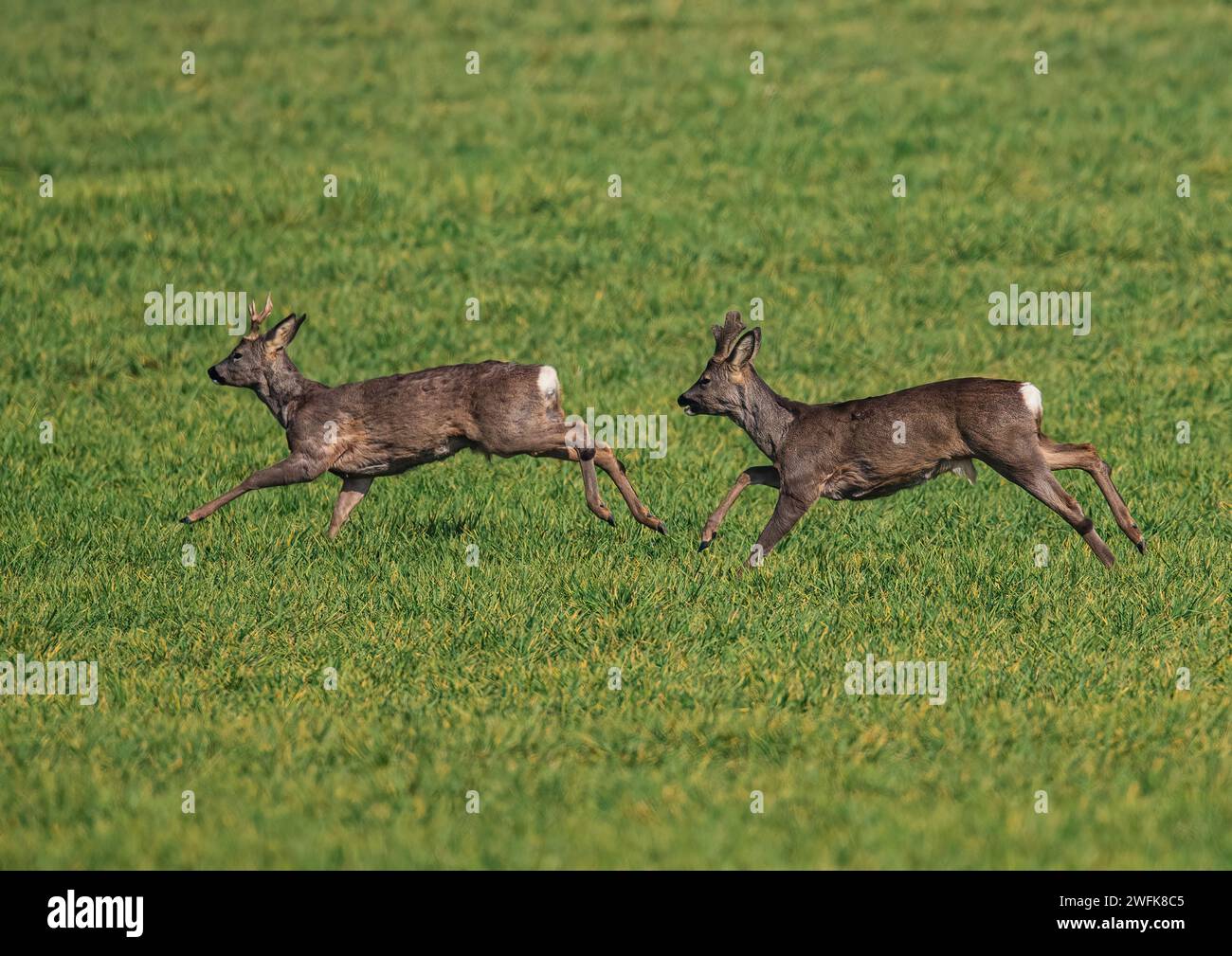 A pair of male Roe Deer (Capreolus capreolus) with velvet covered antlers running  across  the  wheat in the arable  fields of a Suffolk Farm . UK Stock Photo