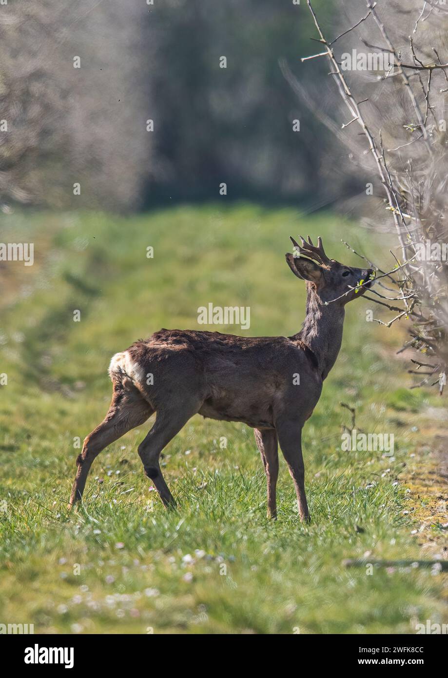 A male Roe Deer (Capreolus capreolus) eating the new shoots and buds  in the Apple orchards of a Suffolk Farm . UK Stock Photo
