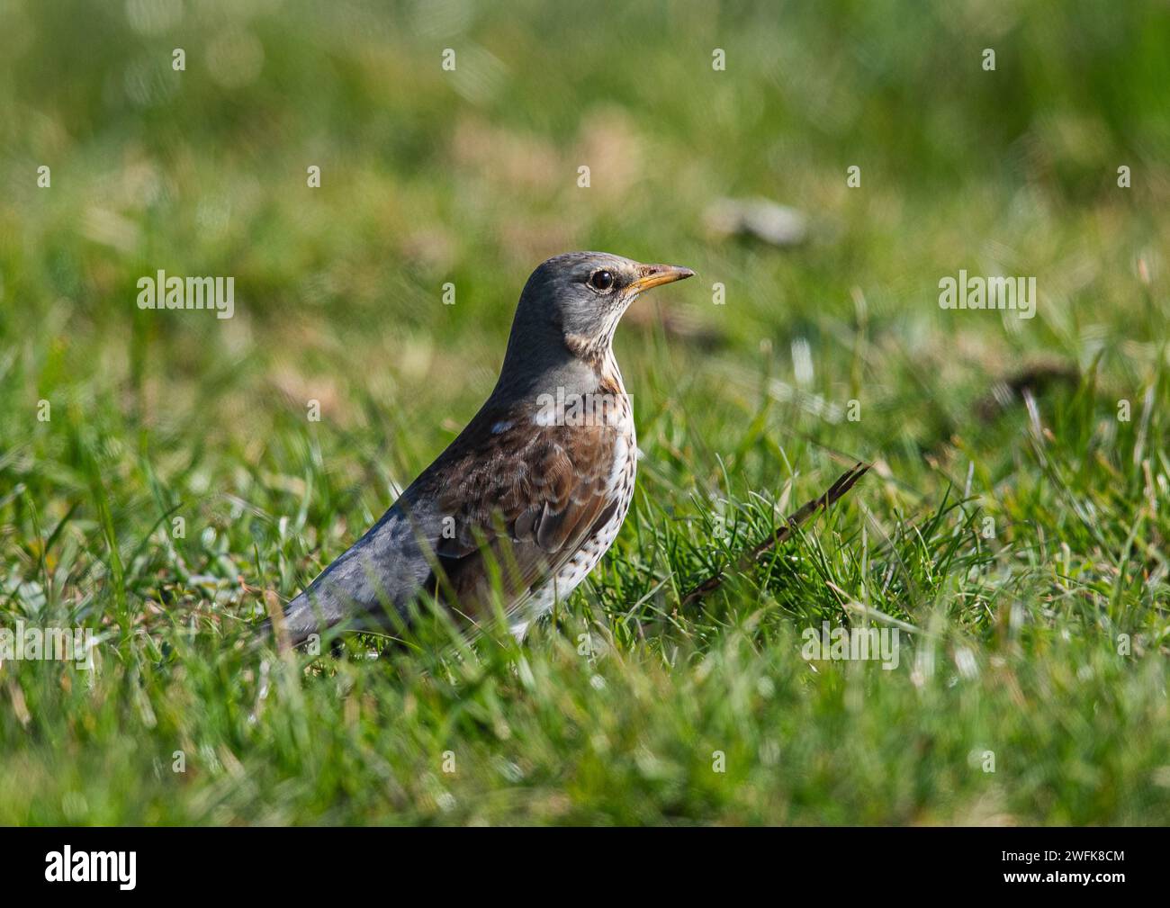 A Fieldfare (Turdus pilaris) . A red list  UK winter visitor foraging in agricultural grassland. Suffolk, UK Stock Photo
