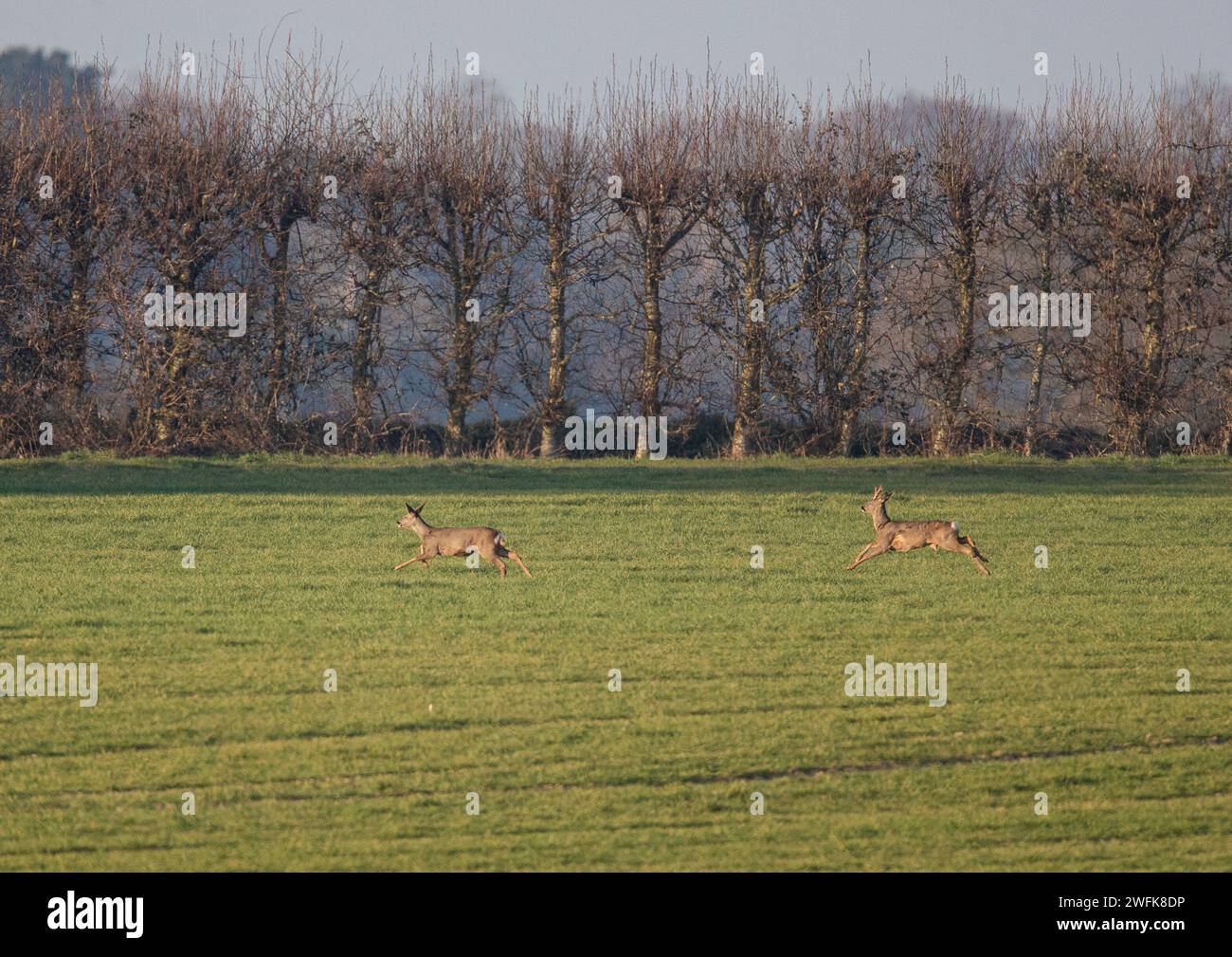 A male and female Roe deer ( Capreolus capreolus ) sprinting across a farmers arable field towards  the  hedge line . Suffolk, UK Stock Photo