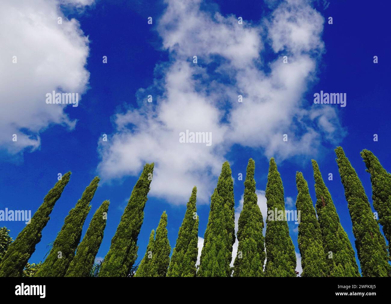 Cypress trees backdrop hi-res stock photography and images - Alamy