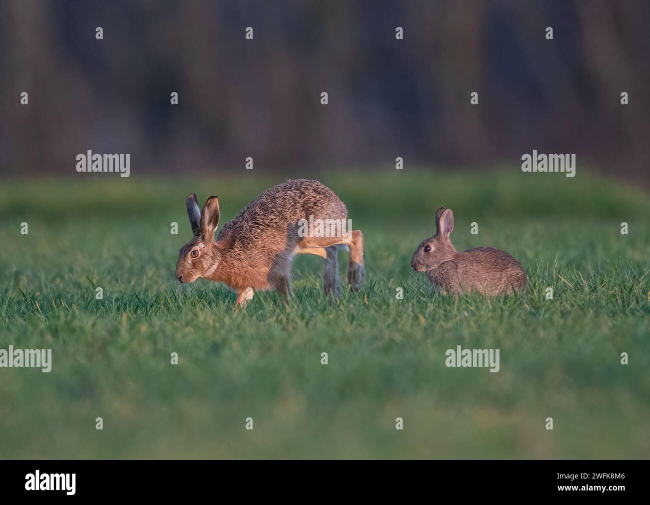 Can you tell the difference between a Hare and a Rabbit ? Here is a picture of both species together for comparison.  Suffolk, UK Stock Photo