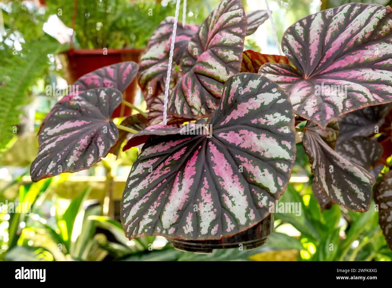Candy stripe begonia in a hanging pot Stock Photo