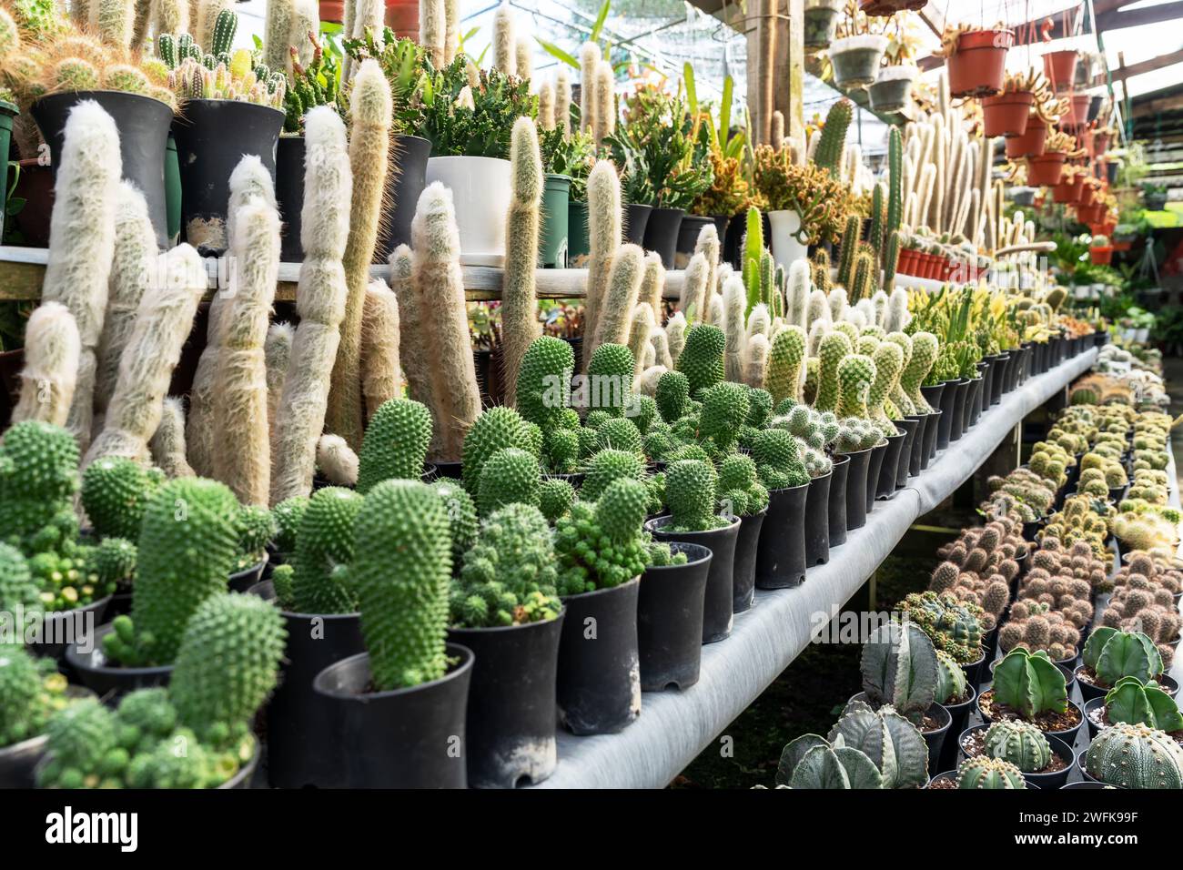 Cactus garden with Espostoa lanata, Mammillaria spinosissima cv. 'Un Pico' and other cactus Stock Photo