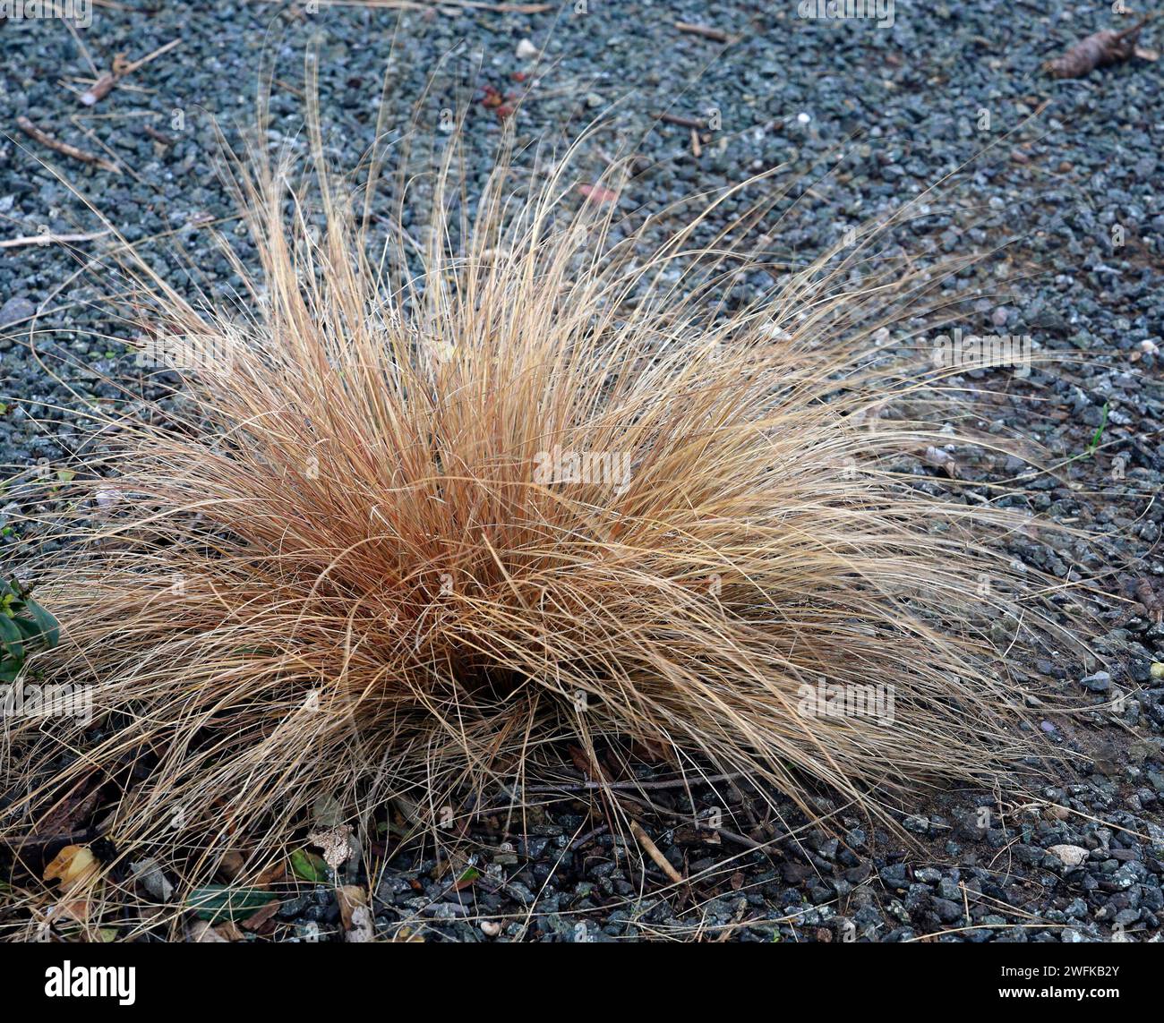 Ornamental grasses border grasses hires stock photography and images