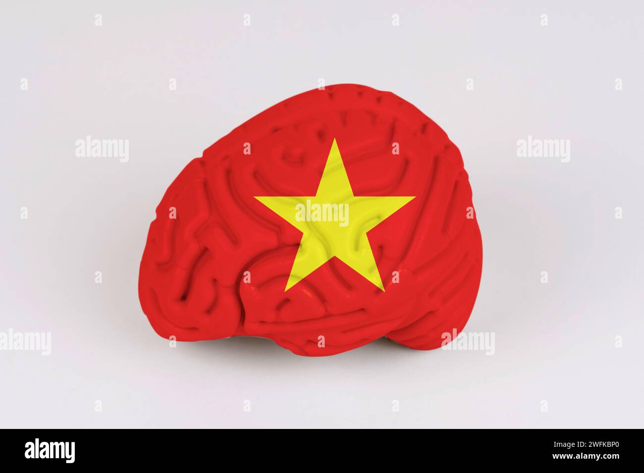 On a white background, a model of the brain with a picture of a flag - Vietnam. Close-up Stock Photo