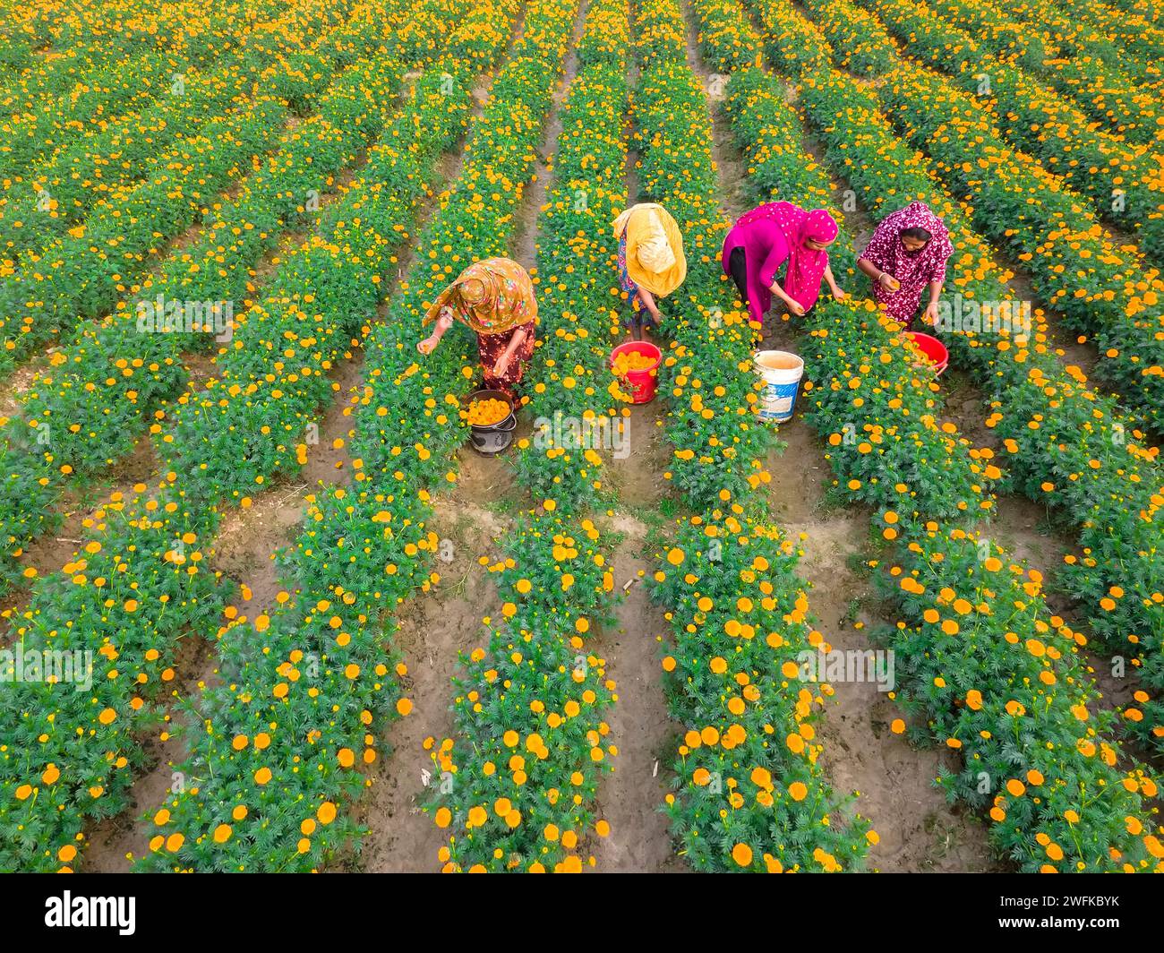 Marigold flowers at a flower garden in Jhikargacha upazila of Godkhali Union of Jessore. A total of 650 hectares of land has been cultivated in this district. Among them, flowers have been cultivated in Jhikargacha upazila on 630 hectares of land. Flowers are grown in about 50-55 villages including Gadkhali, Panisara, Haria etc. Jessore, Bangladesh. Stock Photo