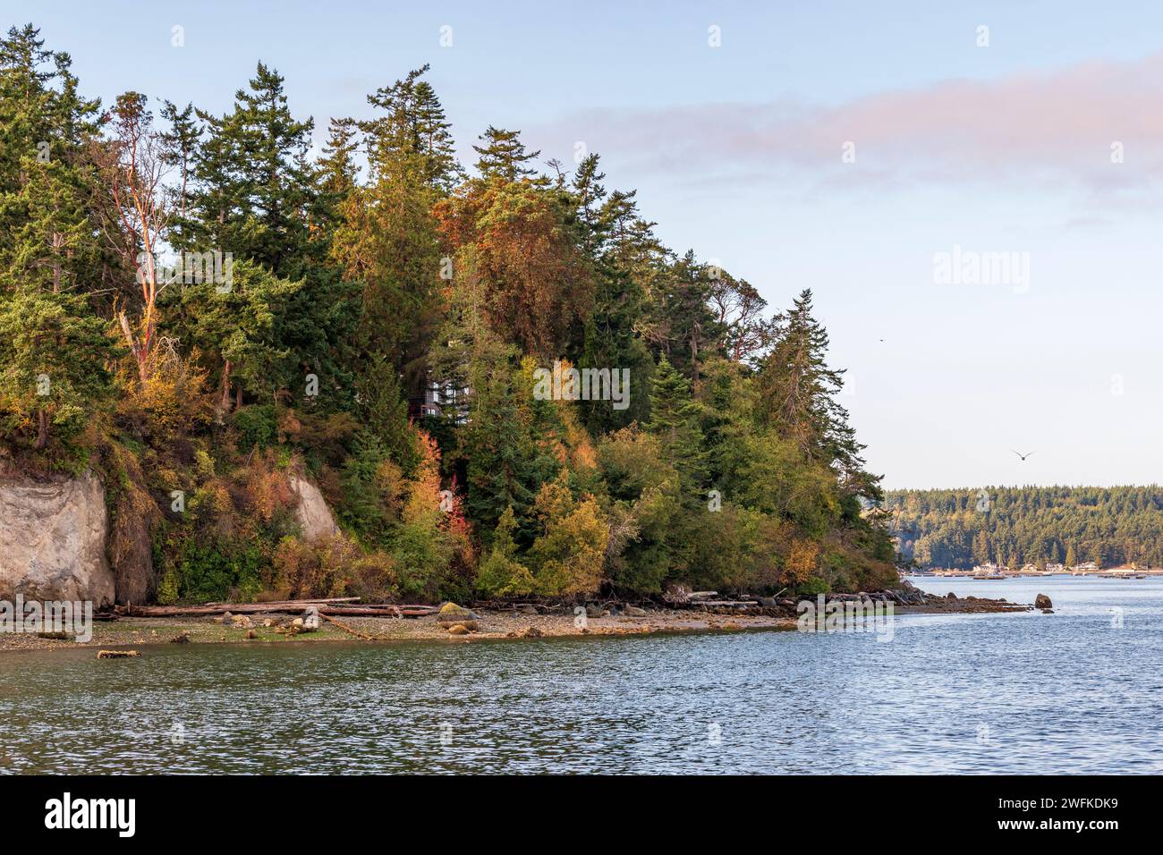 Horizontal photo of a bluff covered in evergreen and deciduous trees in fall color above Penn Cove beach at Coupeville, Whidbey Island, Washington. Stock Photo