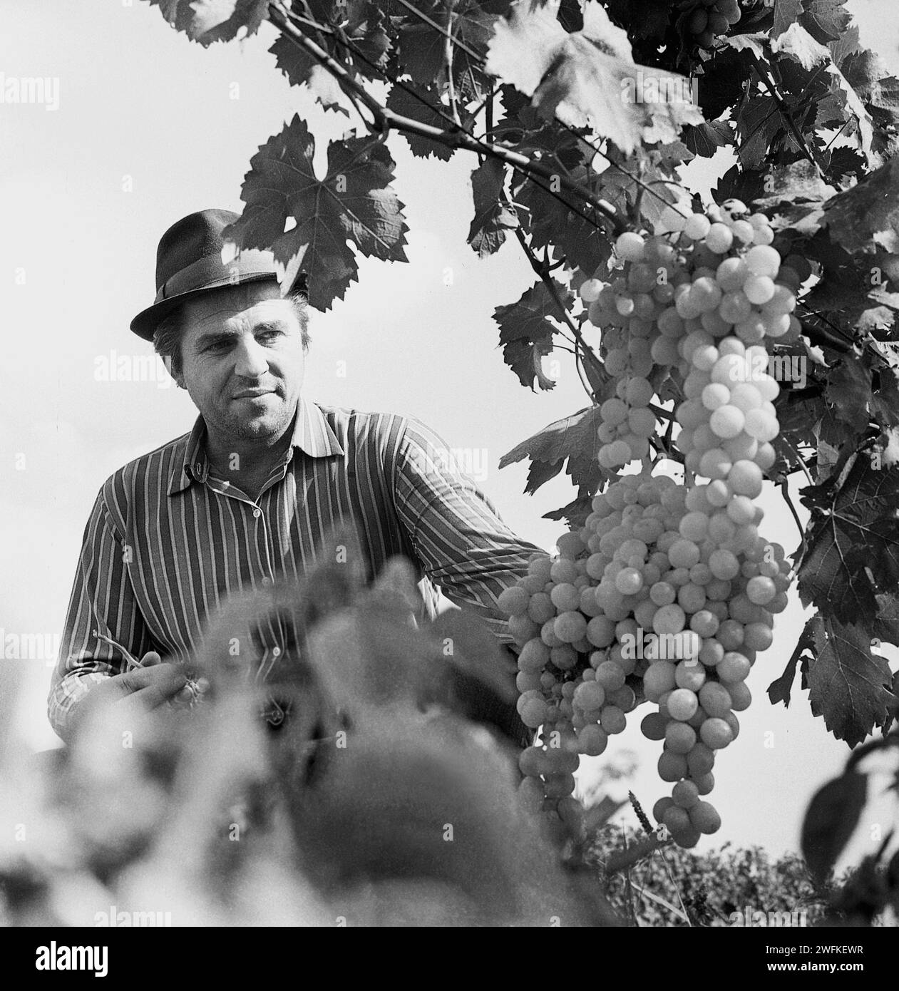 Vrancea County, Romania, approx. 1978. Man harvesting grapes in a vineyard. Stock Photo