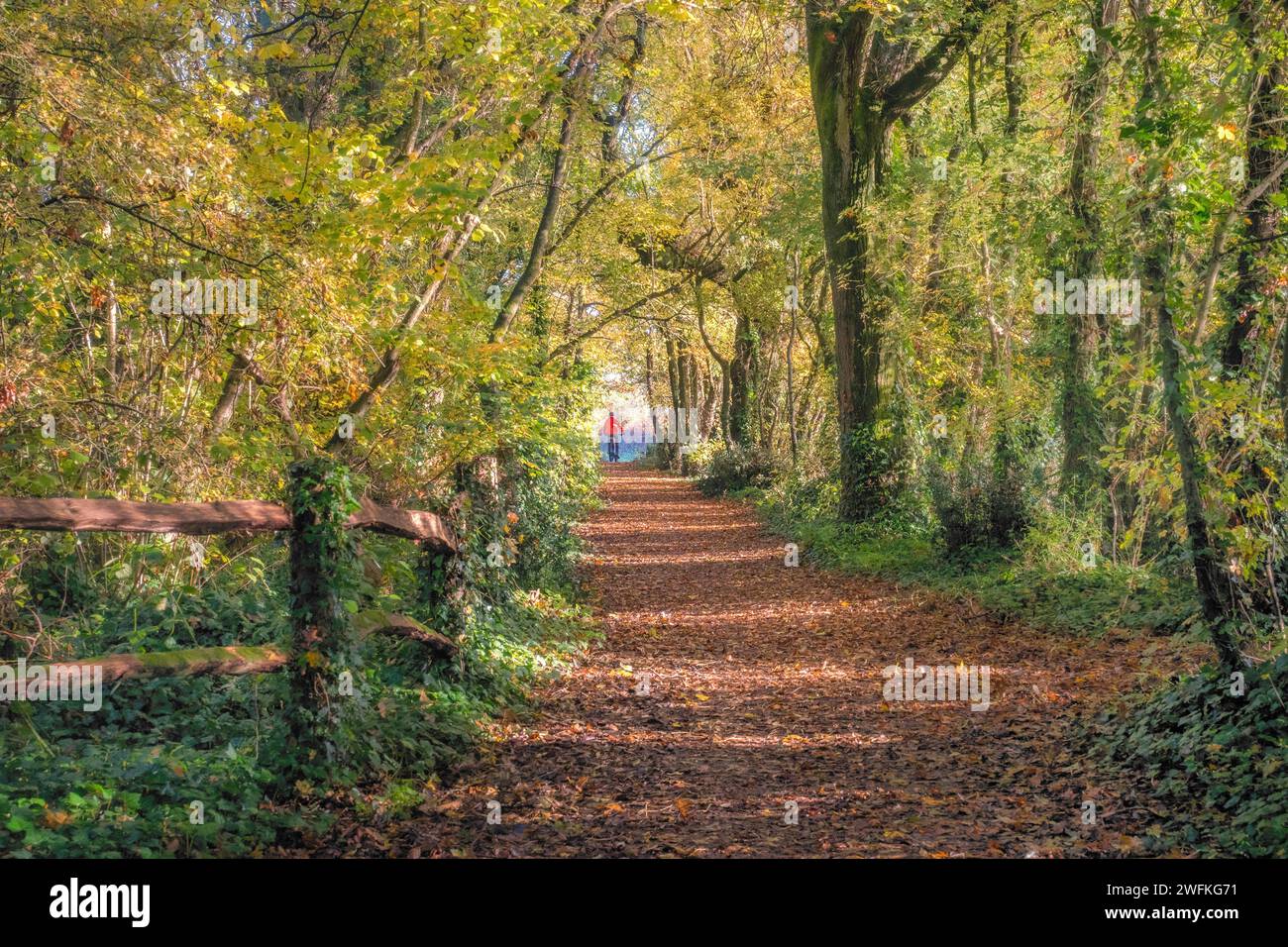 A cyclist pedalling along the 12 mile Salterns Way and going through Salterns Copse next to Chichester Marina on a bright autumn day. Stock Photo