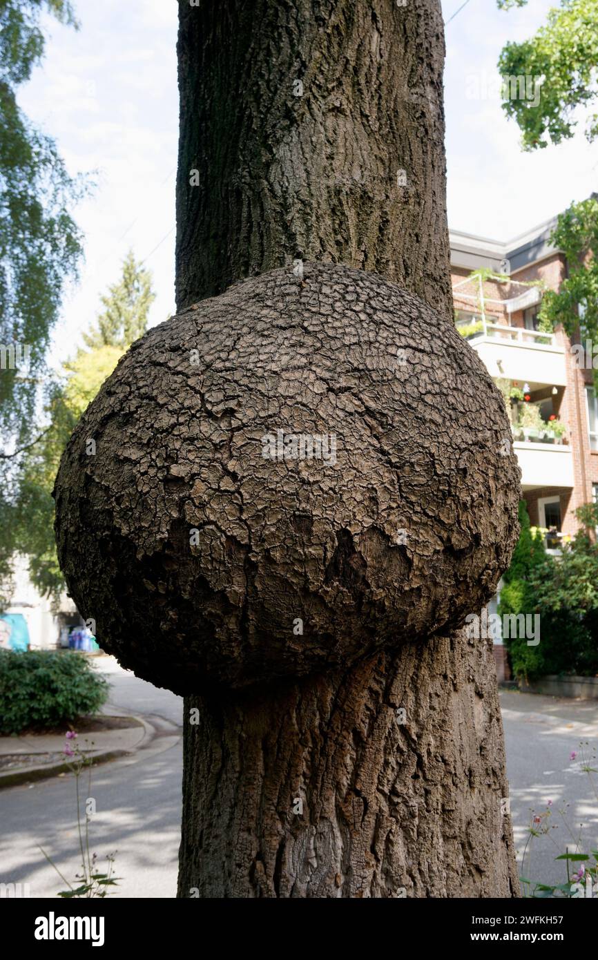 Large burl growth on the trunk of a tree, Vancouver, BC, Canada Stock Photo