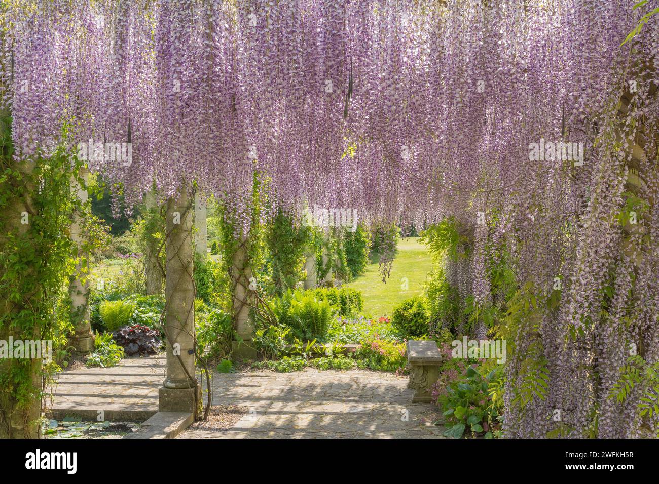 Trailing Japanese wisteria along the 100 metre Harold Peto designed pergola in West Dean Gardens near Chichester. Stock Photo