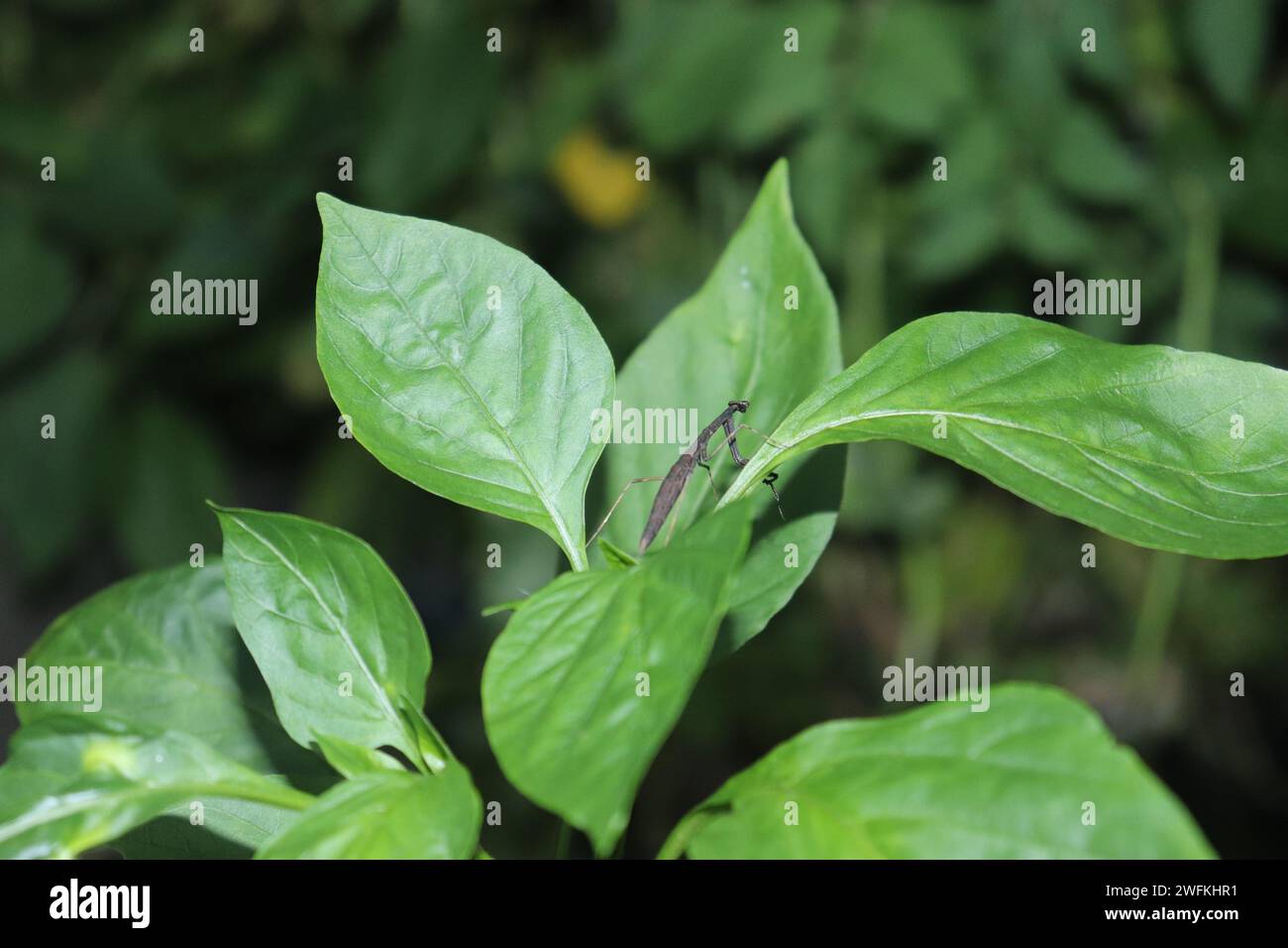 A close-up view of a robust plant with a pair of foliage leaves firmly connected to its stem Stock Photo