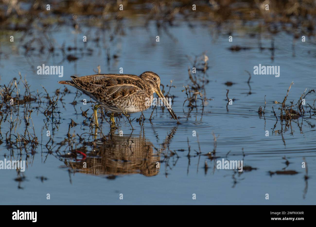 Common snipe, Gallinago gallinago, feeding in shallow lagoon, in winter. Stock Photo