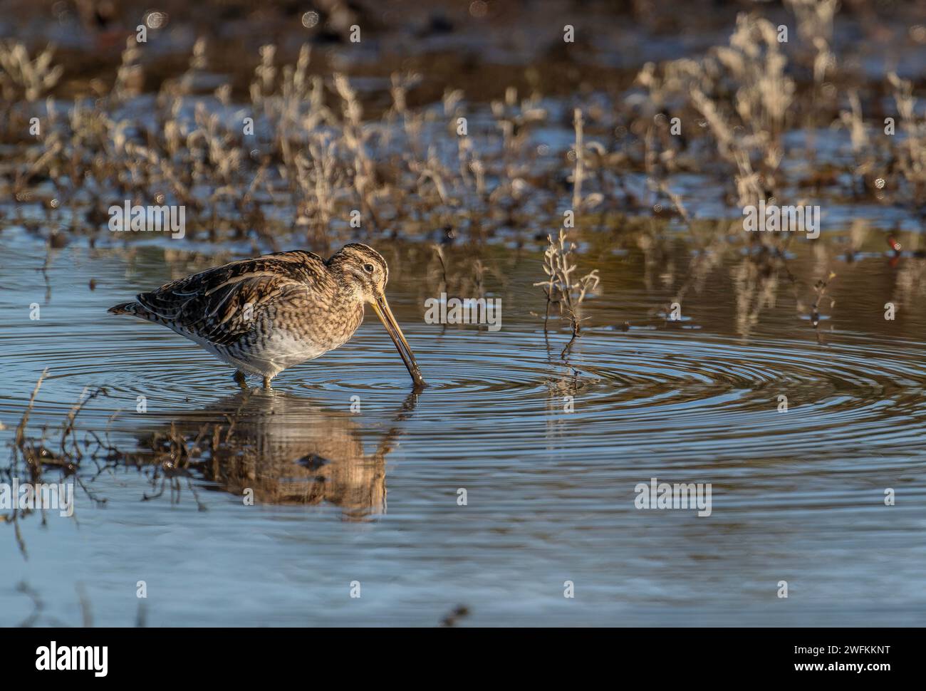 Common snipe, Gallinago gallinago, feeding in shallow lagoon, in winter. Stock Photo